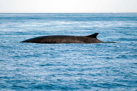 Fin Whale Diving - Dorsal Fin