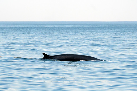 Fin Whale - Diving