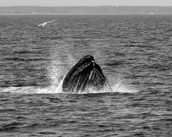 Humpback Whale - Breeching