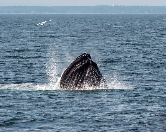 Humpback Whale - Breeching