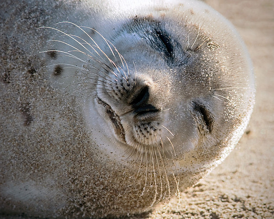 Harbor Seal Portrait - Sunning