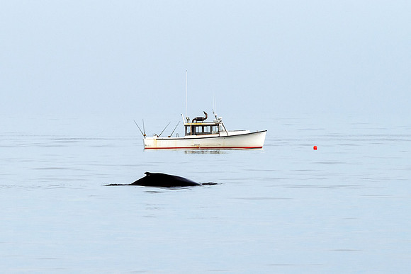 Humpback Whale - Fishing Boat