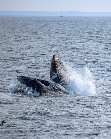 Humpback Whale - Feeding