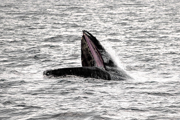 Humpback Whale - Feeding