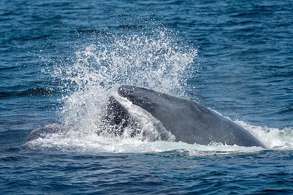 Humpback Whale - Feeding Gulf of Maine