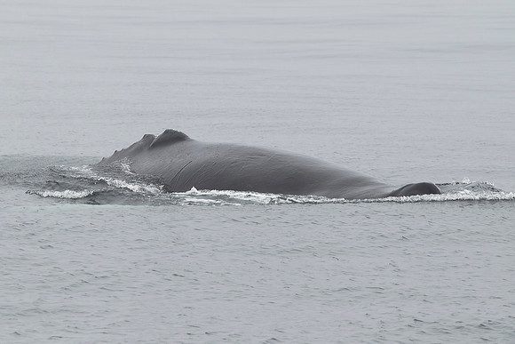 Humpback Whale - At Surface