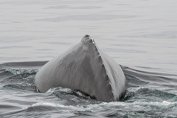 Humpback Whale Diving - Dorsal Ridge