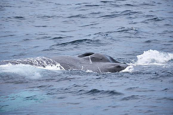 Humpback Whale Blowhole - Close Up