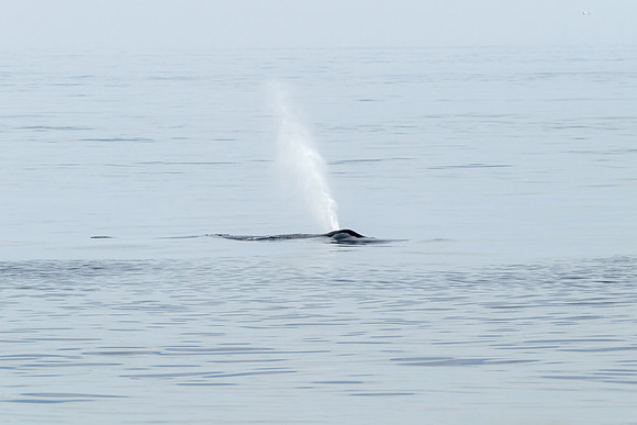 Humpback Whale - Water Spout