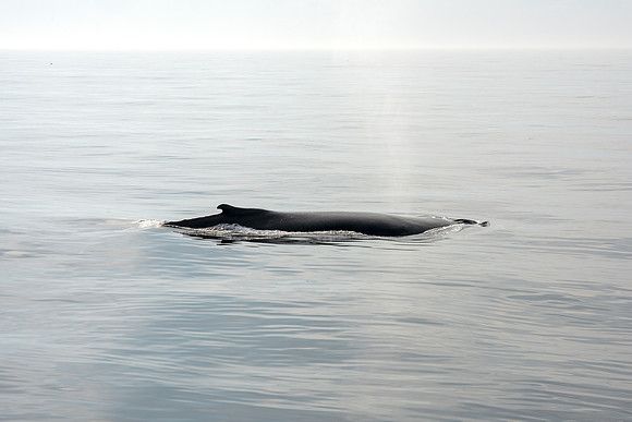 Humpback Whale - Tranquil Waters