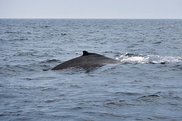 Humpback Whale Diving
