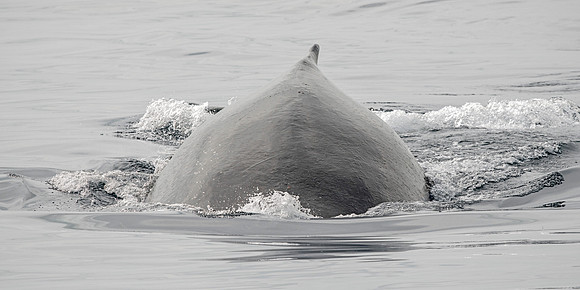 Humpback Whale Diving - Panoramic