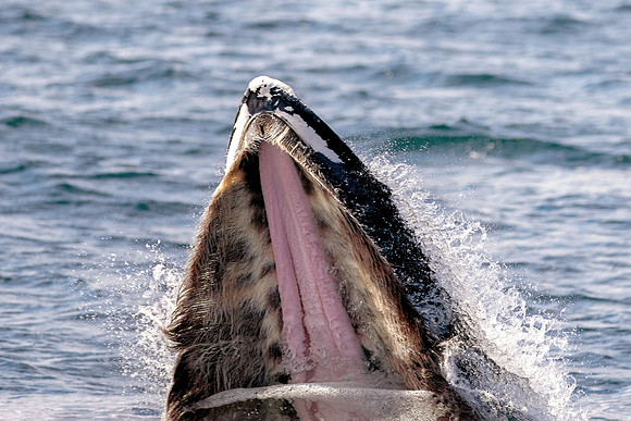 Humpback Whale Feeding