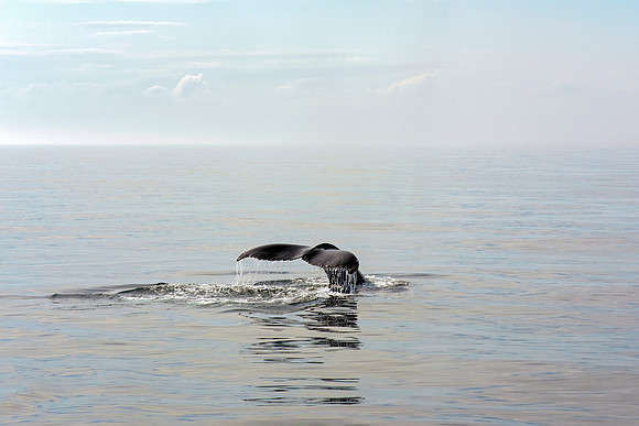 Humpback Whale Fluke - Serene Morning