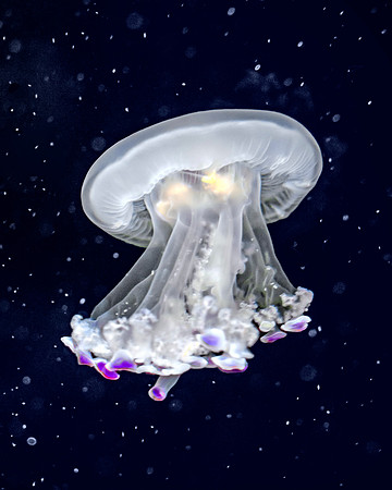 Mediterranean jellyfish - Cotylorhiza tuberculata