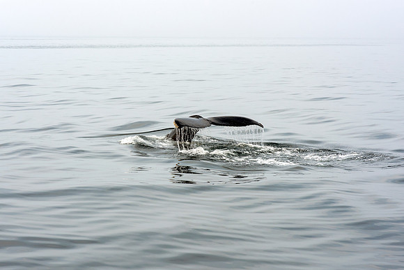 Humpback Whale Fluke - Tranquil Waters