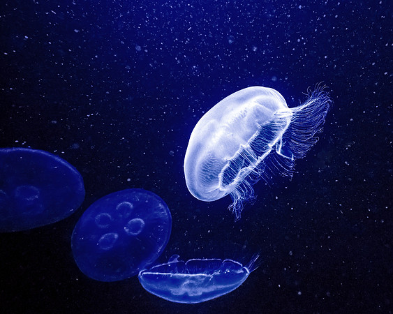 Moon Jellyfish II