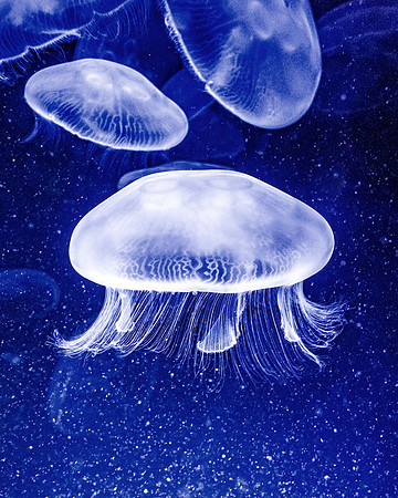 Moon Jellyfish I