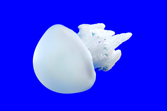 White Blue Blubber Jellyfish - Profile