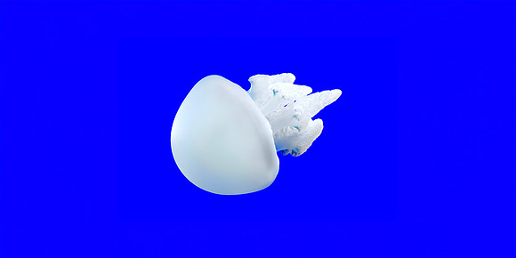 White Blue Blubber Jellyfish - Profile