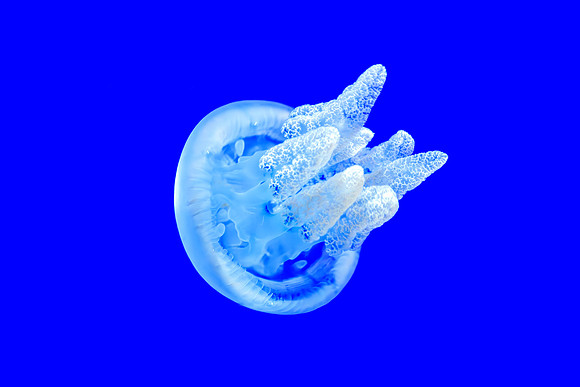 White Blue Blubber Jellyfish - Fronds