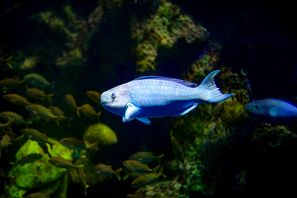 Yellow Tail Parrotfish - Profile