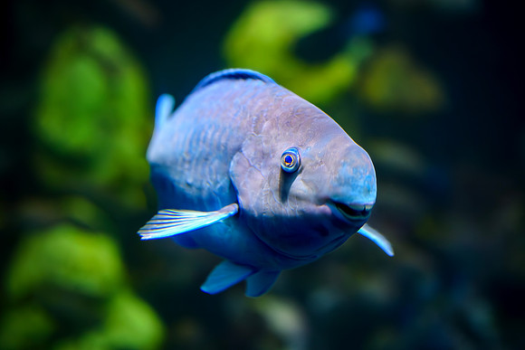 Yellowtail Parrotfish - Portrait