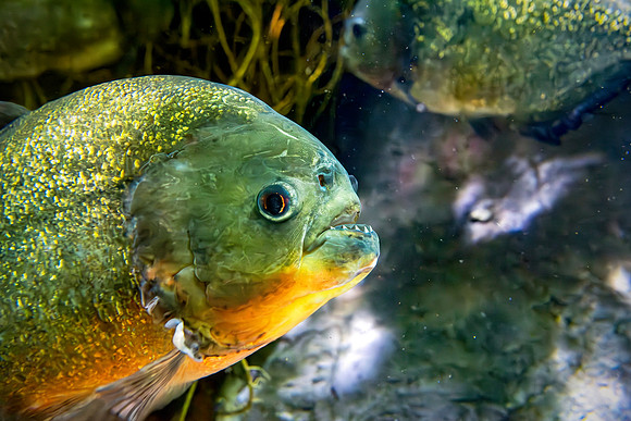 Red-bellied Piranha - Portrait