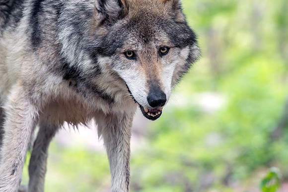 MC Mexican Gray Wolf