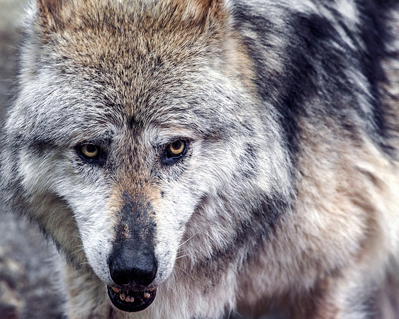 MC Mexican Gray Wolf Close Up