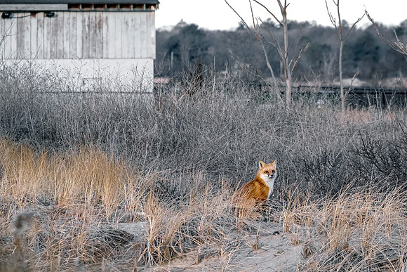 MC Red Fox Winter Dunes II
