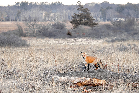 MC Red Fox - Sand Dunes