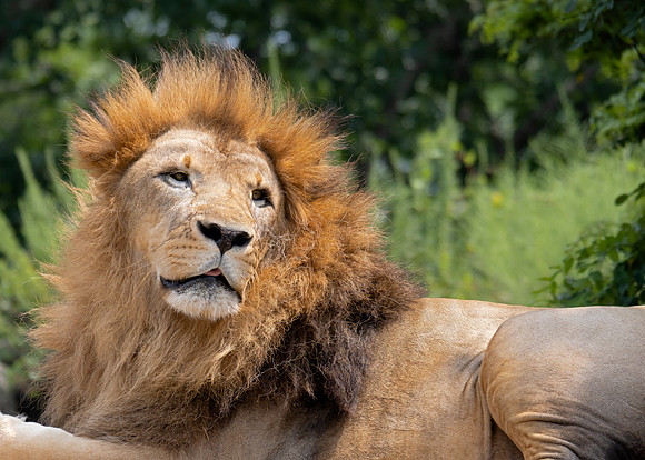 MC African Lion V - Panthera leo