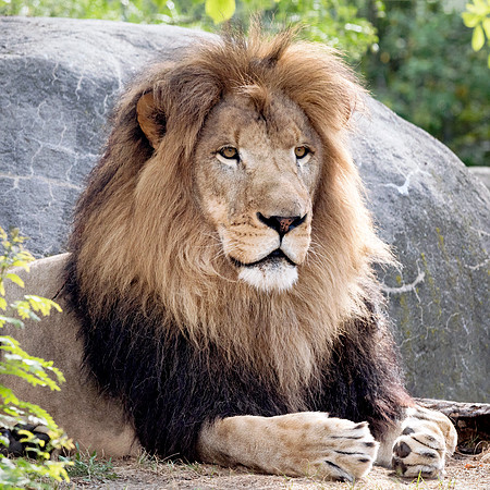 MC African Lion - Posed