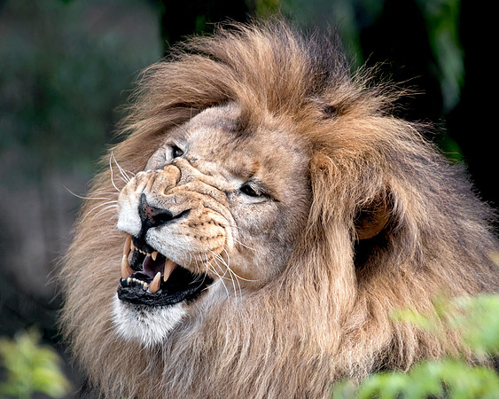 MC African Lion - Snarling