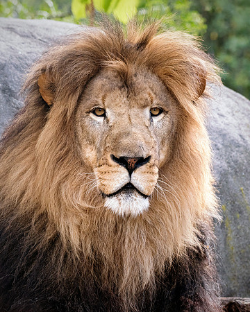 MC African Lion - Portrait