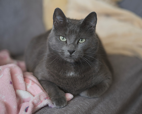 MC Mixed Blue Russian - My Blanket