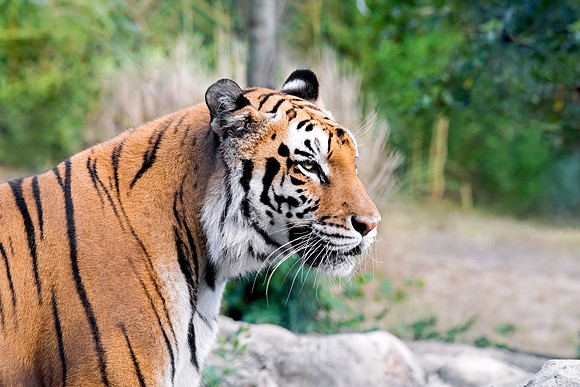 MC Tiger - Panthera Tigris
