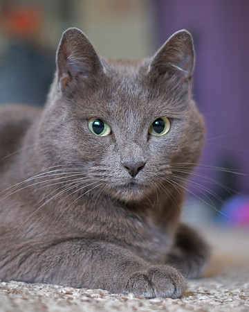 MC Mixed Blue Russian - Portrait