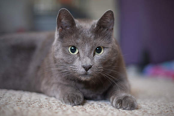 MC Ready To Pounce - Cat