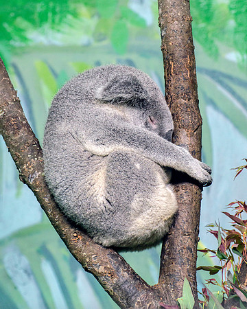 MA Koala Bear - Sleeping Profile