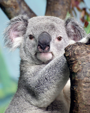 MA Koala Bear - Portrait 1