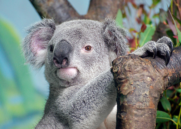 MA Koala Bear - Portrait 2