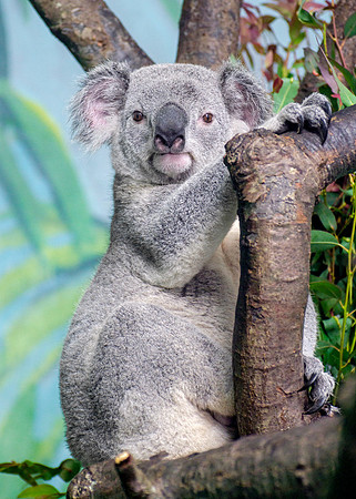 MA Koala Bear - Portrait Full Body