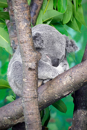 MA Koala Bear - Sleeping