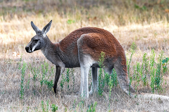 MA Red Kangaroo