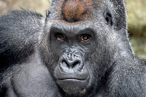 MP Western Lowland Gorilla - Male Silverback