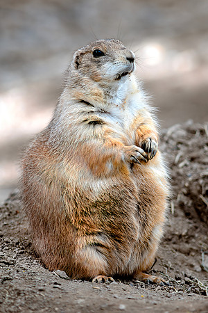 MR BLACK -TAILED PRAIRIE DOG - STANDING