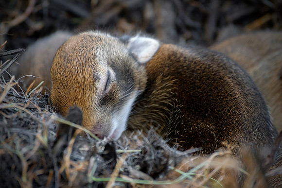MR Baby Rabbit Sleeping - I