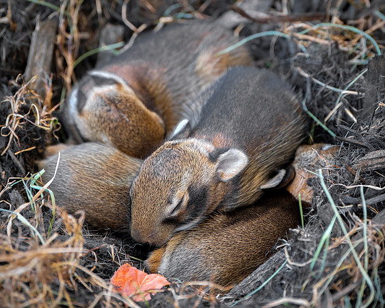 MR Litter Cottontail Rabbit Rabbits - Nest